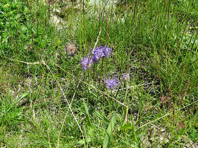 File:2017-07-15 (033) Unidentified Phyteuma Matrei in Osttirol.jpg