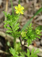 20170512 Potentilla supina2.jpg