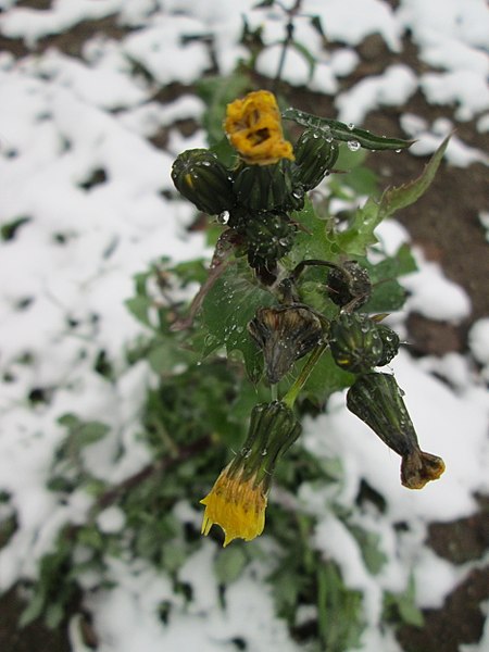 File:20171204Sonchus asper2.jpg