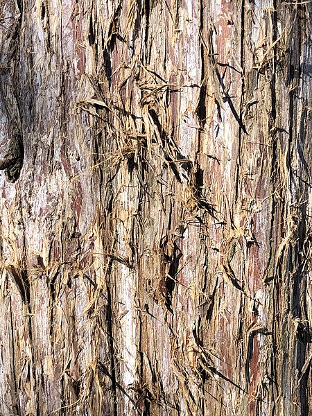 File:2021-03-03 09 34 31 Eastern Red Cedar bark along Terrace Boulevard in the Parkway Village section of Ewing Township, Mercer County, New Jersey.jpg