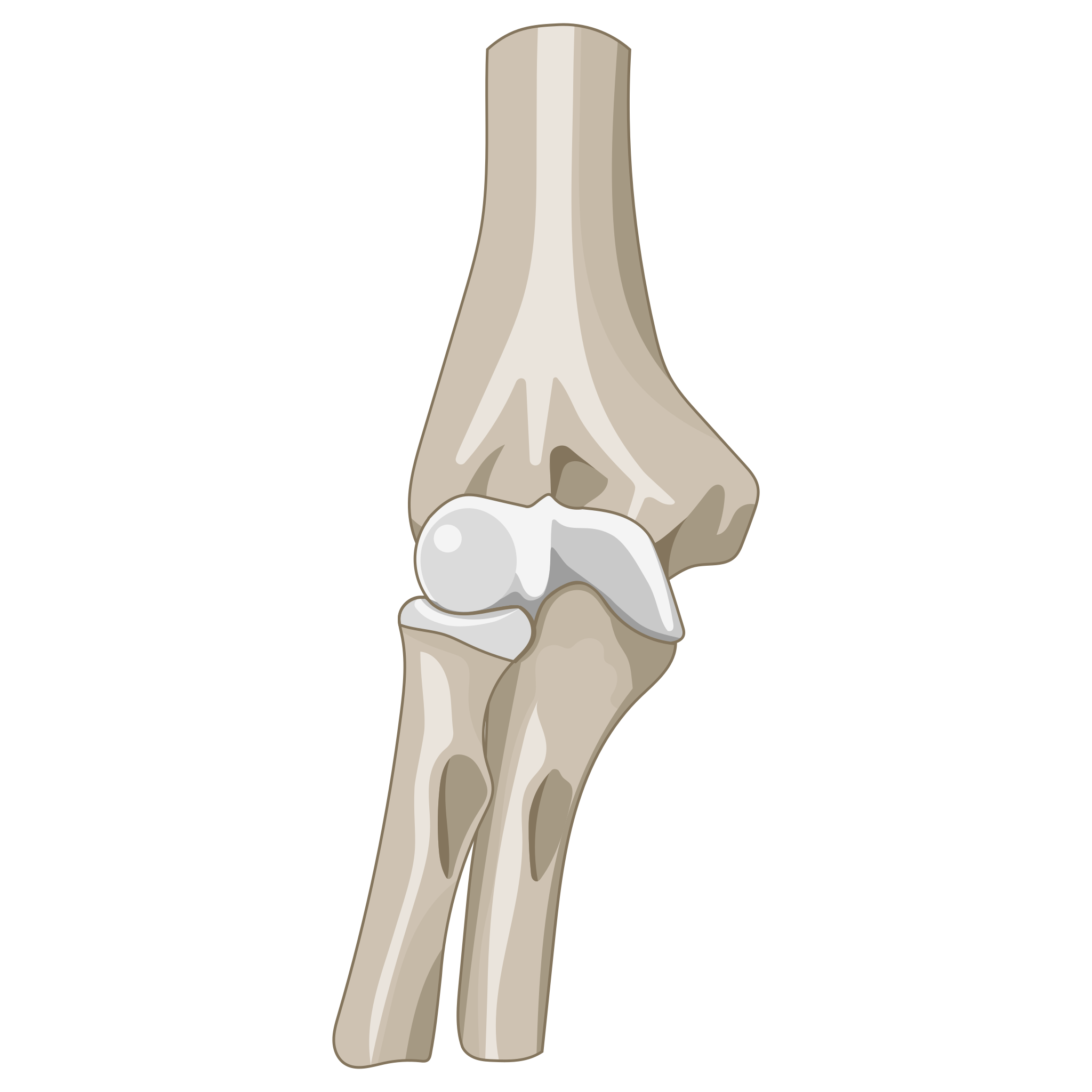 https://upload.wikimedia.org/wikipedia/commons/thumb/7/76/202107_Anterior_view_of_the_elbow_joint.svg/2048px-202107_Anterior_view_of_the_elbow_joint.svg.png