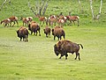 * Nomination A mixed horde of bisons and altai wapitis at Karkaraly national park. Karaganda Region, Kazakhstan. By User:Marat Rysbekov --Красный 08:20, 3 July 2024 (UTC) * Promotion Good quality. --ReneeWrites 22:13, 3 July 2024 (UTC)