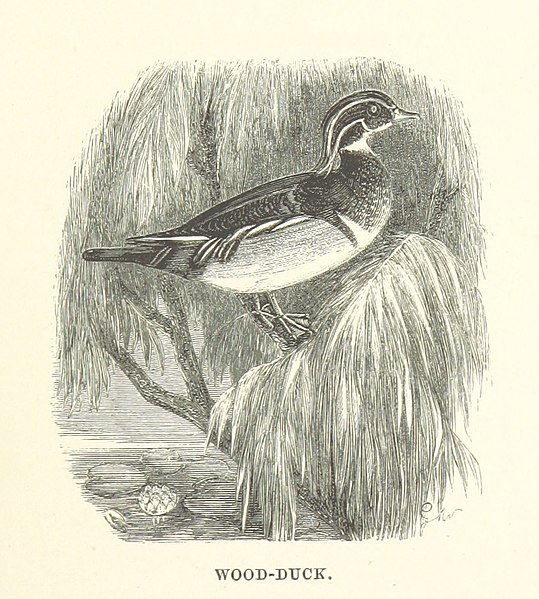 File:275 of 'The Sportsman and Naturalist in Canada, or notes on the Natural History of the Game, Game Birds, and Fish of that Country ... Illustrated with coloured plates and woodcuts' (11051454123).jpg