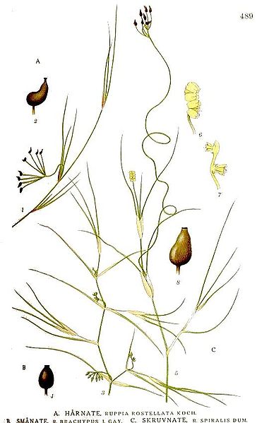 File:489 Ruppia brachypus, Ruppia spiralis, Ruppia rostellata.jpg