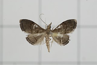 <i>Clupeosoma</i> Genus of moths