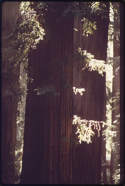 File:A STAND OF REDWOOD TREES IN RICHARDSON GROVE PARK ALONG ROUTE 101 - NARA - 542922.jpg