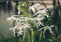 A and B Larsen orchids - Calanthe triplicata 736-9.jpg