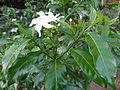 A flower of tabernaemontana divaricata.JPG