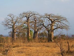 Mikumi National Park