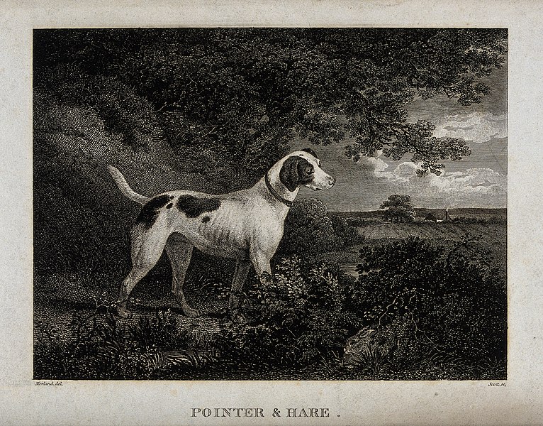 File:A pointer dog is standing in a forest looking at a hare hidi Wellcome V0020929.jpg