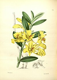 plate 189 Dendrobium lowii