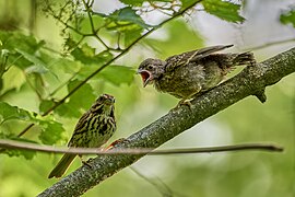 Song Sparrow & Fledgling Brown Headed Cowbird