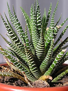 <i>Haworthiopsis</i> Genus of succulent plants in the family Asphodelaceae/Xanthorrhoeaceae