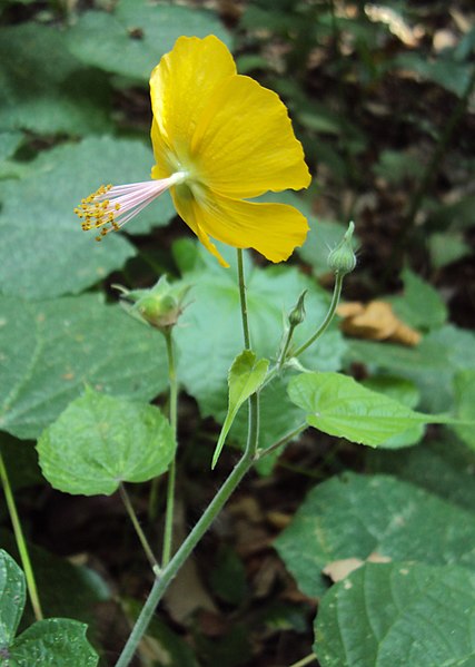 File:Abutilon persicum 08.JPG