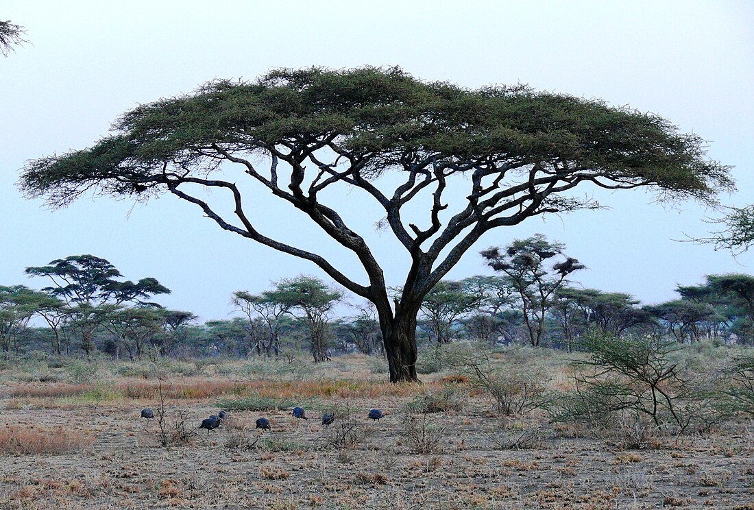 Acacia tortilis