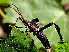 lateral view