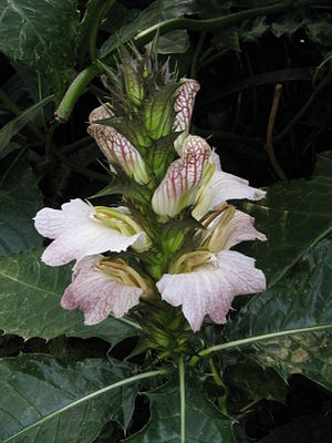 Acanthus Montanus Wikiwand