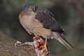 Accipiter cirrocephalus -Camberra, Australia-8.jpg