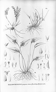 plate 115 I. Acianthera purpureoviolacea (as syn. Pleurothallis purpureoviolacea), II. Pleurothallis scabripes III. Acianthera luteola (as syn. Pleurothallis platycaulis )