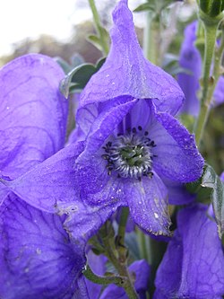 Aconitum carmichaelli 'arendsii' 10-27-2005 09.16.56.JPG