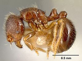 Adelomyrmex foveolatus