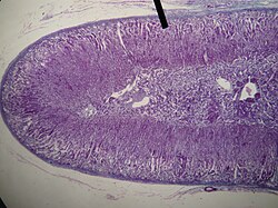 Šipka ukazuje na kůru nadledvin člověka, jak je viděna ve světelném mikroskopu, barvení hematoxylin-eosin.