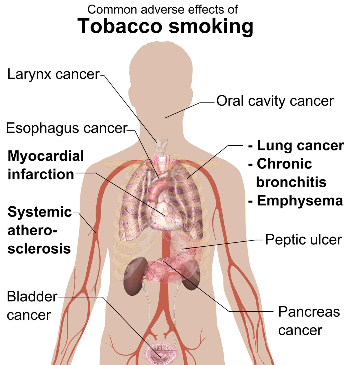 nicotine effects on the body