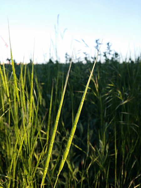 File:Aegilops cylindrica sl46.jpg