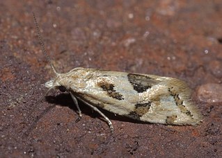 <i>Aethes</i> Genus of tortrix moths