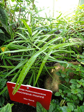 <i>Afrocarpus mannii</i> Species of conifer