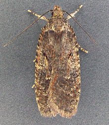 Agonopterix conterminella ، هارلچ ، شمال ولز ، ژوئیه 2009 (20192788079) .jpg