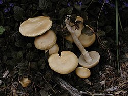 Kevad-põldseen Agrocybe praecox