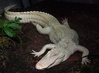 Louisville Zoo - Wikipedia