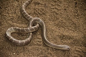 Common Krait