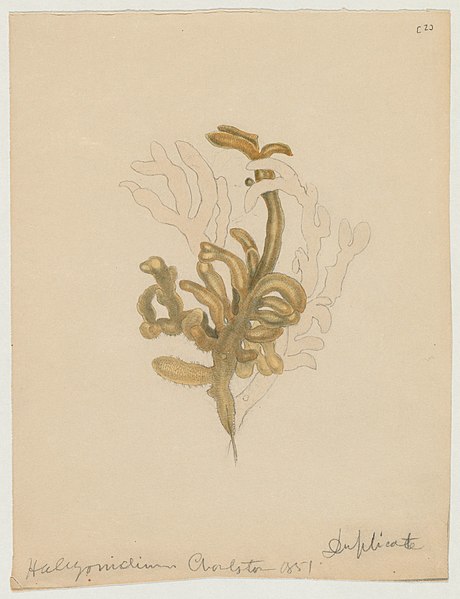 File:Alcyonidium (Charleston, South Carolina, 1851).jpg