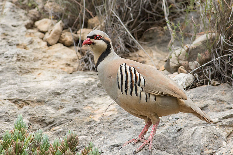 File:Alectoris chukar 3 - Israel.jpg