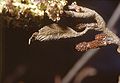 Alnus incana rugosa leaf bud.jpg