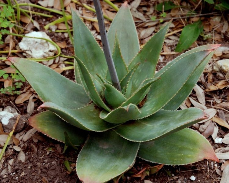 File:Aloe striata x maculata - popular garden plant.jpg