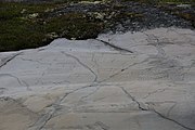 English: Rock art in the world heritage area in Alta, Norway. This is from the area Bergbukten 7a, a group of 65 figures. 22-25 m above sea level, and 6000-7000 years old. These have not been painted.