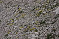 Alyssum ovirense PID3252.jpg