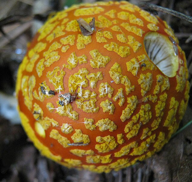 File:Amanita flavoconia 50403.jpg