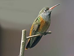 Colibrí Amazilia RWD2.jpg