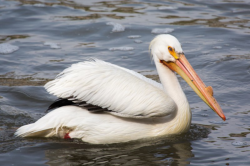 File:American White Pelican 5691.jpg