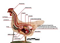 Vogel Kip: Kip in de natuur, Anatomie en gedrag, Haan