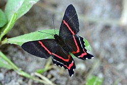 Ancyluris é um dos gêneros neotropicais mais conhecidos da família Riodinidae. A denominação inglesa Metalmarks, "marcas metálicas", provém de marcações em suas asas[1] e nas asas de outros gêneros da mesma família.[2]