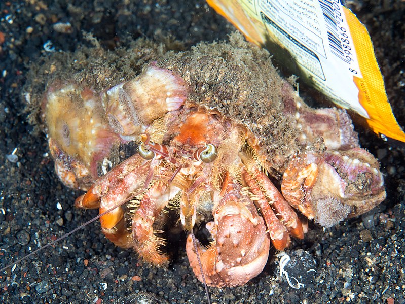 File:Anemone hermit crab (Dardanus pedunculatus) (43133877281).jpg