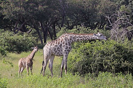 Female Angolan giraffe with calf