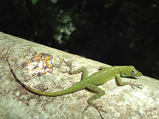 <i>Anolis evermanni</i> Species of lizard