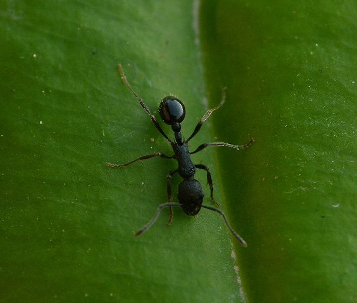 File:Ant munsiari.jpg