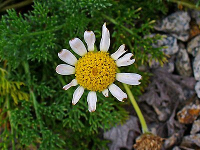 Anthemis arvensis Inflorescence